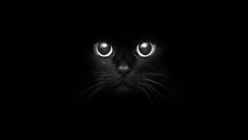 Картинка животные коты black cat чёрная кошка