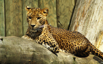 Картинка животные леопарды ствол леопард