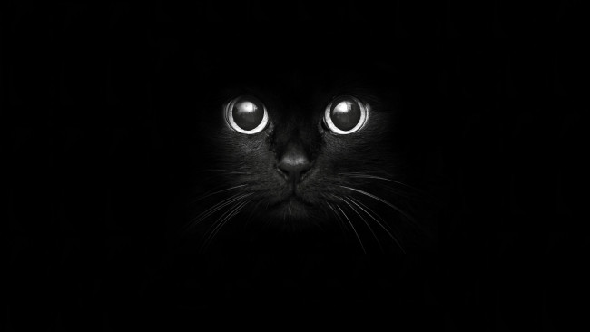 Обои картинки фото животные, коты, black, cat, чёрная, кошка