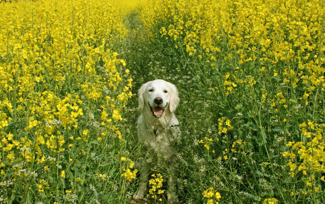 Обои картинки фото животные, собаки, собака, цветы