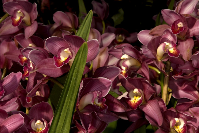 Обои картинки фото цветы, орхидеи, много, бордовый