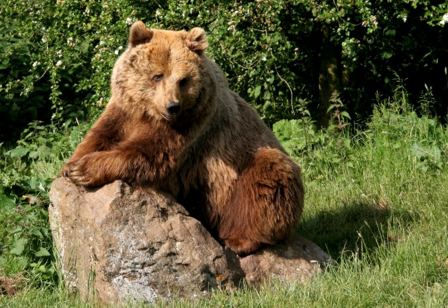 Обои картинки фото животные, медведи, большой, бурый, камень