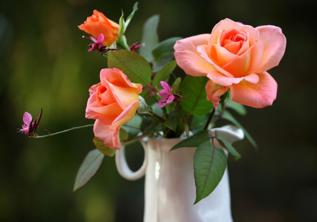 Обои картинки фото цветы, розы, ваза, кремовый