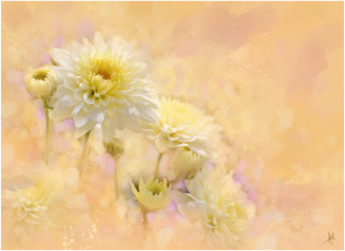 Картинка рисованные цветы георгины