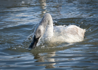 Картинка животные лебеди брызги вода лебедь купание