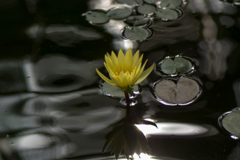 Картинка цветы лилии+водяные +нимфеи +кувшинки лилии водяные нимфеи кувшинки