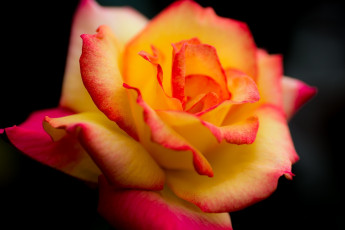 Картинка цветы розы цветок темный фон лепестки макро