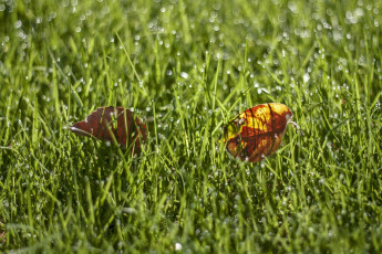Картинка природа листья капли роса листочки трава макро блеск