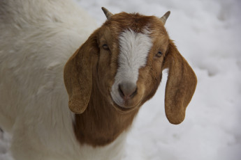 Картинка животные козы животное коза