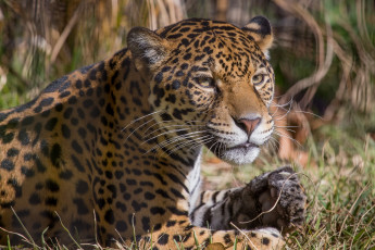 Картинка животные Ягуары ягуар кошка морда лапы отдых