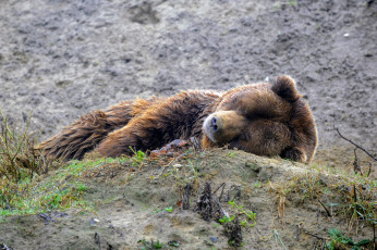 Картинка животные медведи мишка спит