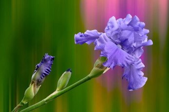 Картинка цветы ирисы касатик