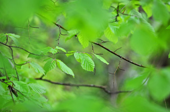 Картинка природа листья зелень листва ветки лето макро