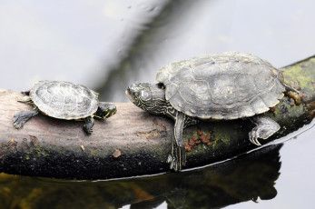Картинка животные Черепахи черепахи