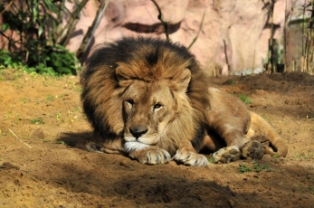 Картинка животные львы животное лев трава отдых
