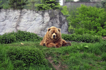 Картинка животные медведи животное медведь трава