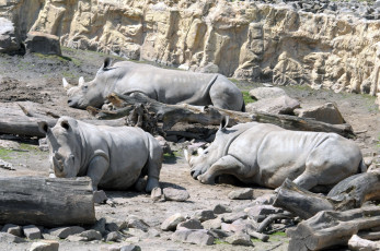 Картинка животные носороги