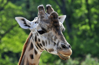 Картинка животные жирафы животное жираф улыбка