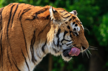 Картинка животные тигры профиль язык морда кошка амурский тигр