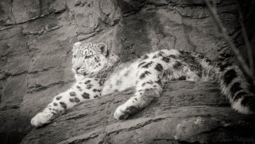 Картинка животные снежный+барс+ ирбис барс кошка скалы лежит отдых черно-белое