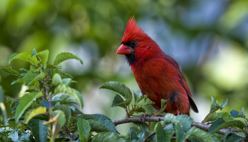 Картинка животные кардиналы птица ветка
