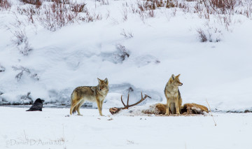 Картинка животные волки добыча хищники койот