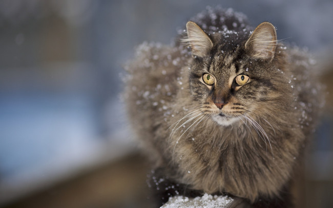 Обои картинки фото животные, коты,  котята, снег, усы, морда, пушистый, кот