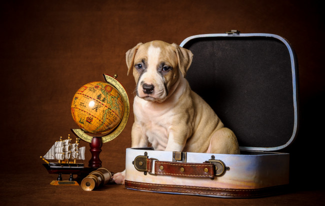 Обои картинки фото животные, собаки, щенок, глобус, чемодан
