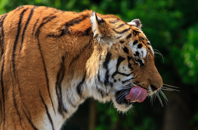 Обои картинки фото животные, тигры, профиль, язык, морда, кошка, амурский, тигр