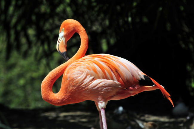 Обои картинки фото животные, фламинго, птица, окрас, фон