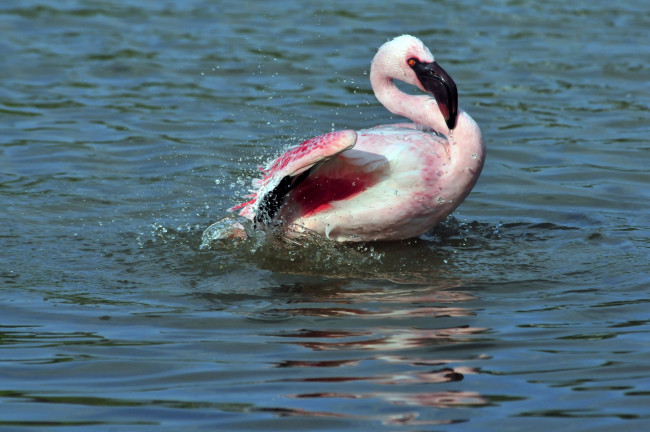 Обои картинки фото животные, фламинго, птица, вода