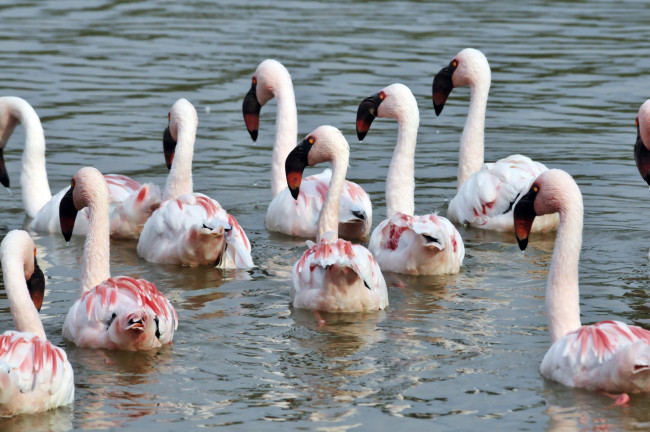 Обои картинки фото животные, фламинго, птицы, озеро