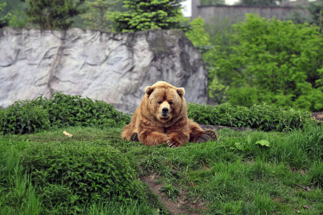 Обои картинки фото животные, медведи, животное, медведь, трава
