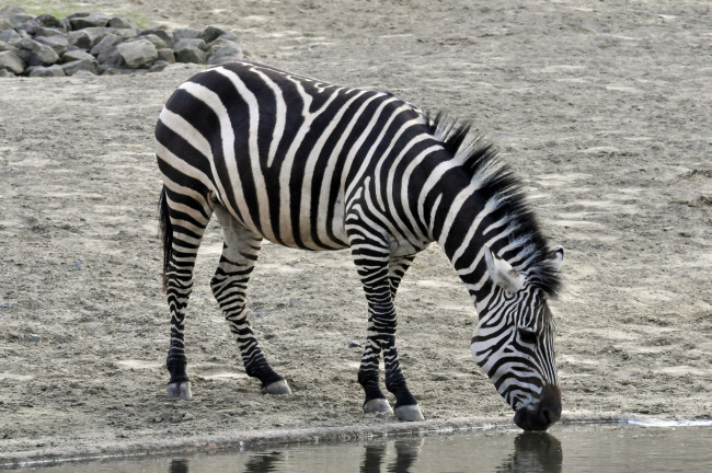 Обои картинки фото животные, зебры, животное, зебра, вода