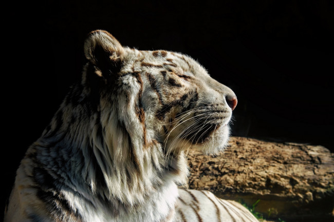 Обои картинки фото животные, тигры, тигр, белый, кошка, морда, профиль, отдых