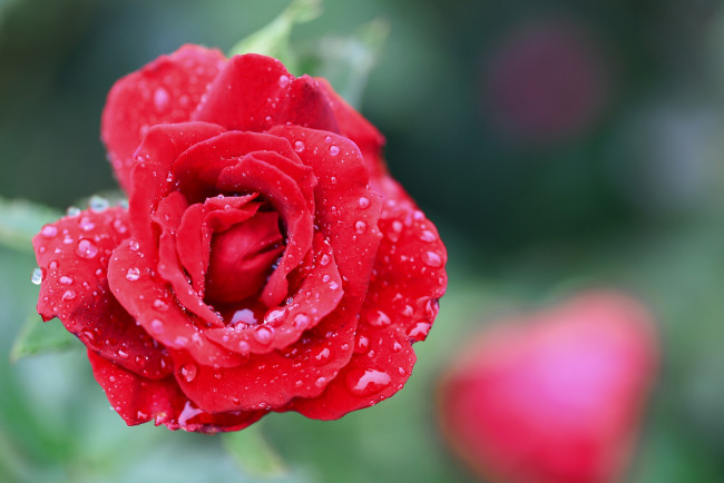 Обои картинки фото цветы, розы, роза, капли, лепестки, красная, макро