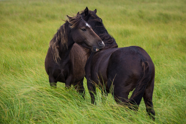 Обои картинки фото животные, лошади, дружба, ласка, ветер, пастбище, трава, пара, вороные, кони