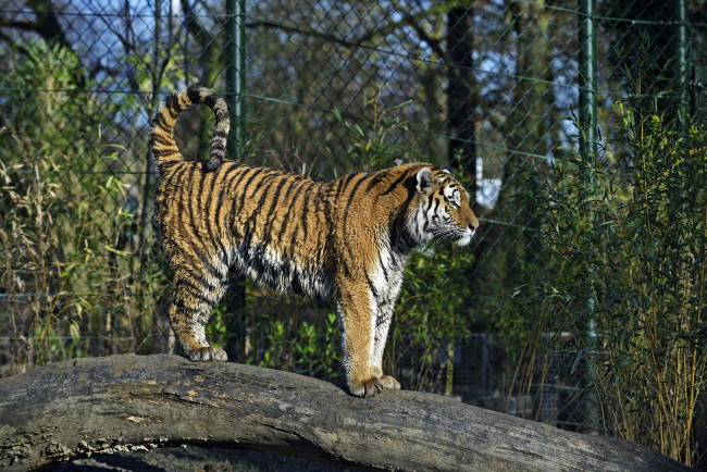 Обои картинки фото животные, тигры, амурский, тигр