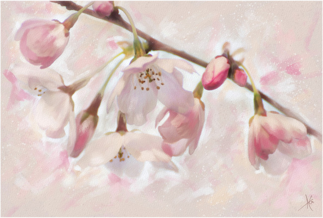 Обои картинки фото рисованные, цветы, сакура