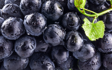 обоя еда, виноград, blue, leaves, чёрный, синий, ягоды, листья, grapes, berry, black