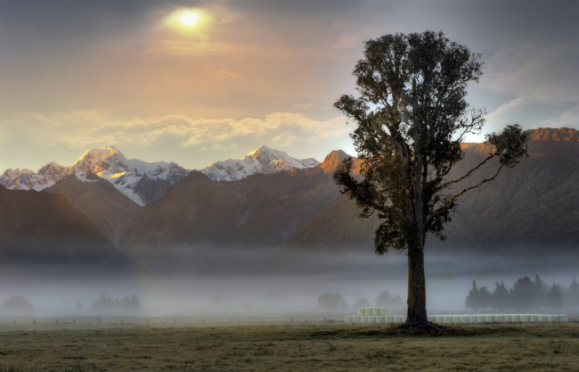 Обои картинки фото природа, деревья, утро, рассвет, дерево, туман