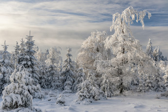 Картинка природа зима finland lapland финляндия лапландия снег деревья