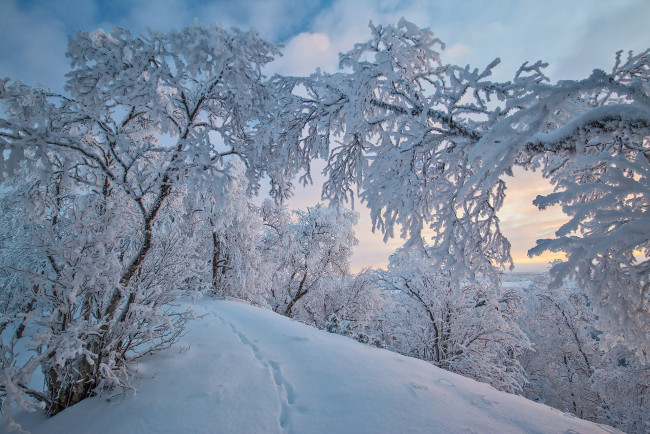 Обои картинки фото природа, зима, finland, lapland, финляндия, лапландия, снег, деревья