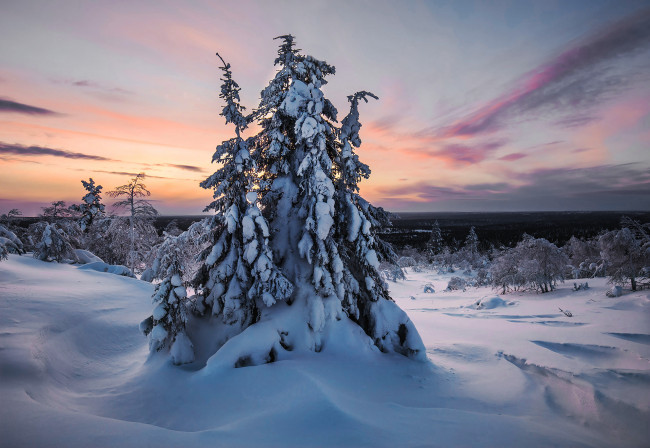 Обои картинки фото природа, зима, finland, lapland, финляндия, лапландия, снег, деревья