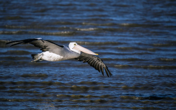 Картинка животные пеликаны клюв полёт пеликан птица