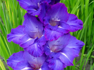 Картинка цветы гладиолусы лиловый гладиолус