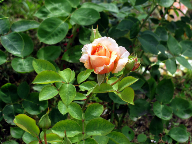 Обои картинки фото цветы, розы, чайная, роза, бутон