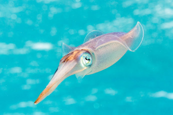 Картинка животные морская+фауна каракатица