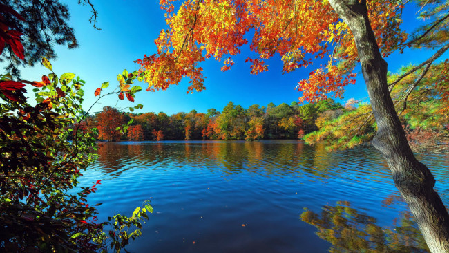 Обои картинки фото trap pond state park, delaware, природа, реки, озера, trap, pond, state, park