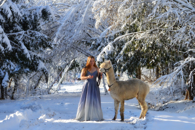 Обои картинки фото девушки, - рыжеволосые и разноцветные, лес, зима, снег, лама, рыжие, волосы